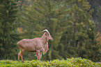 Barbary sheep