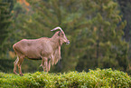 Barbary sheep