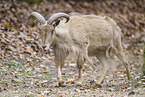 Barbary sheep