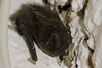 barbastelle bat