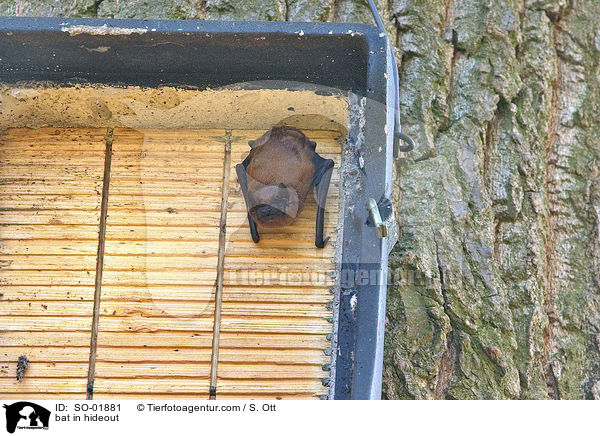 Fledermaus im Unterschlupf / bat in hideout / SO-01881