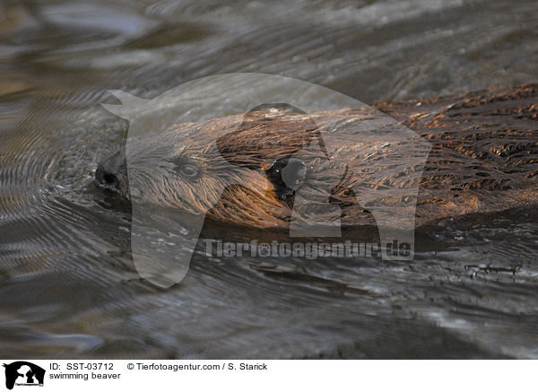 swimming beaver / SST-03712