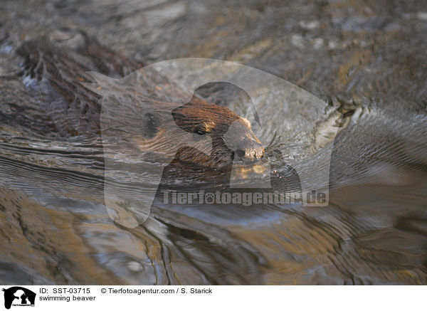 swimming beaver / SST-03715