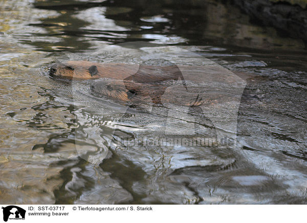 swimming beaver / SST-03717