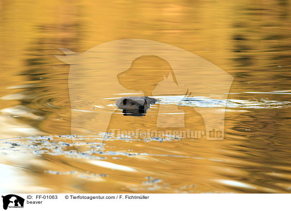 Biber / beaver / FF-01063