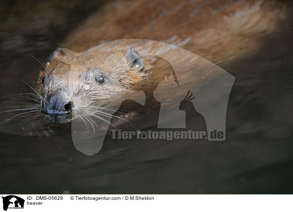 Biber / beaver / DMS-05629