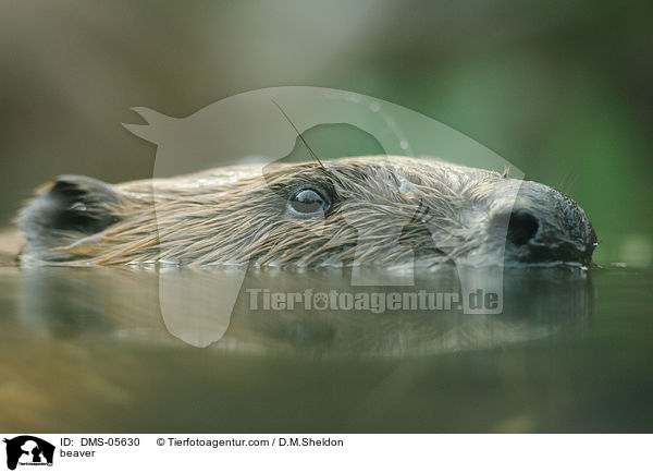 Biber / beaver / DMS-05630