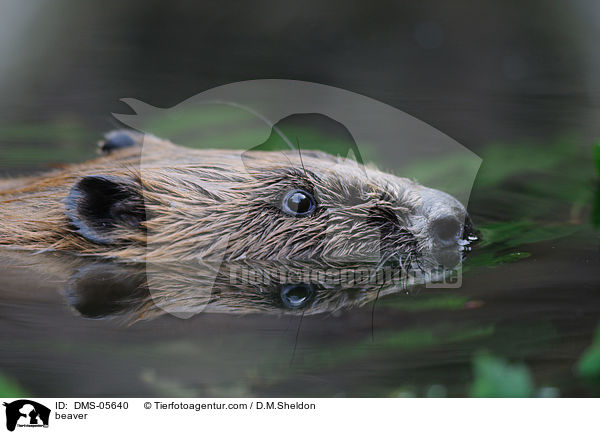 Biber / beaver / DMS-05640