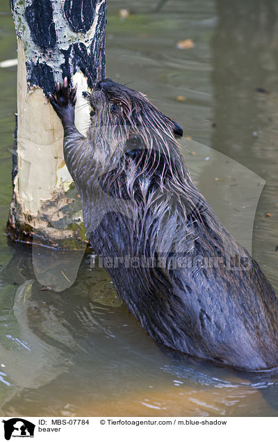 beaver / MBS-07784