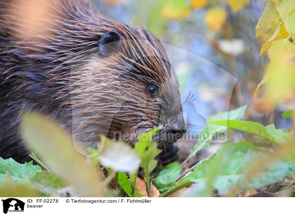 beaver / FF-02278