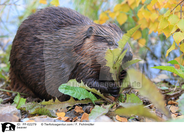 Biber / beaver / FF-02279