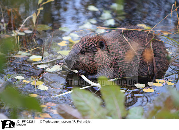 Biber / beaver / FF-02281