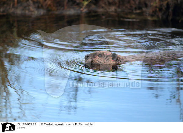 Biber / beaver / FF-02283