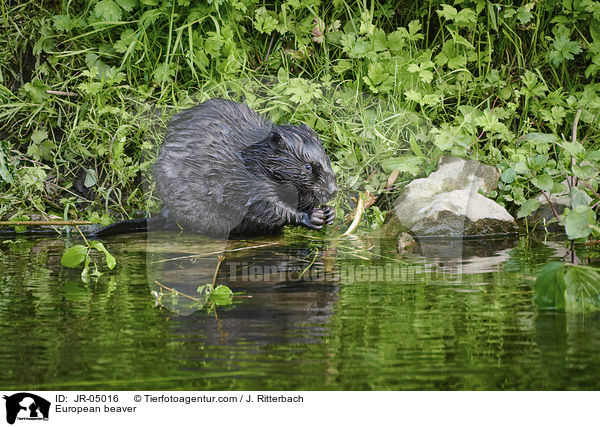 Europischer Biber / European beaver / JR-05016