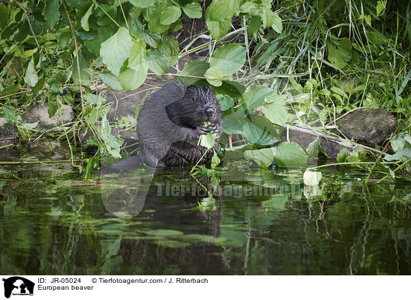 Europischer Biber / European beaver / JR-05024