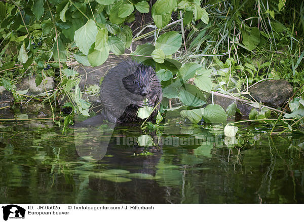 Europischer Biber / European beaver / JR-05025