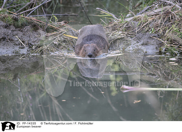 Europischer Biber / European beaver / FF-14335