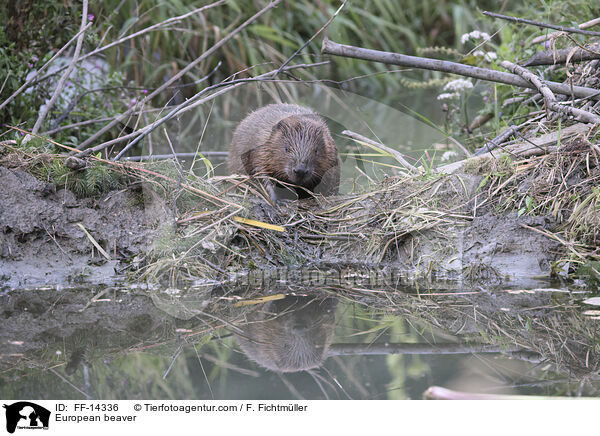 Europischer Biber / European beaver / FF-14336