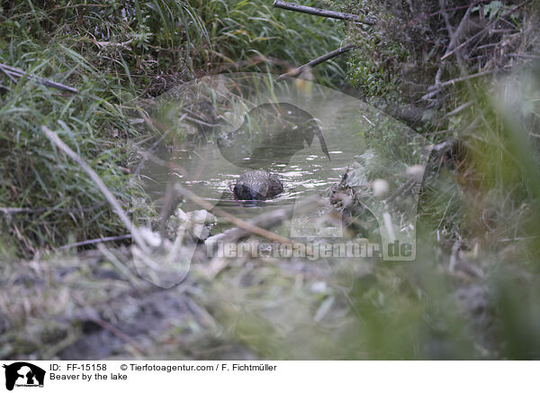 Biber am See / Beaver by the lake / FF-15158