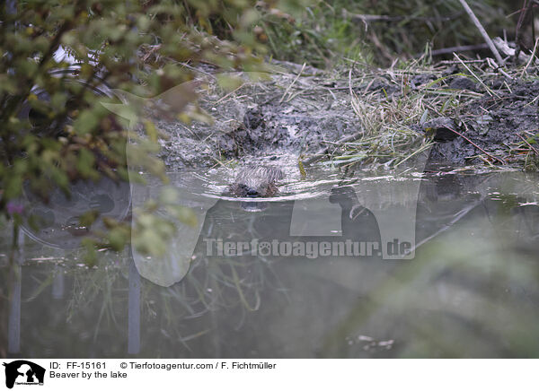Biber am See / Beaver by the lake / FF-15161