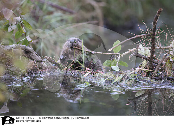 Biber am See / Beaver by the lake / FF-15172