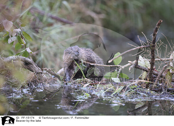 Biber am See / Beaver by the lake / FF-15174
