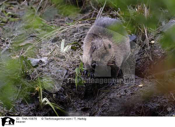Biber / beaver / THA-10876