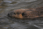 swimming beaver