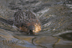 swimming beaver