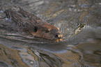 swimming beaver