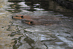 swimming beaver