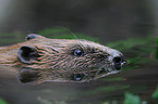 beaver