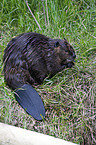 beaver