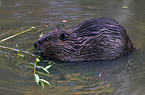 beaver