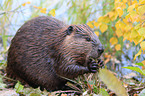 beaver