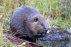 beaver