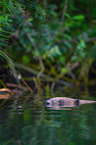beaver