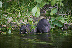 European beaver