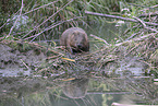 European beaver