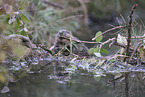 Beaver by the lake