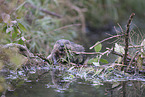 Beaver by the lake