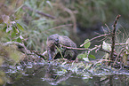Beaver by the lake