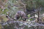 Beaver by the lake