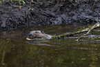 beaver