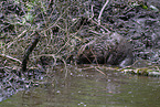beaver
