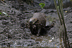 beaver