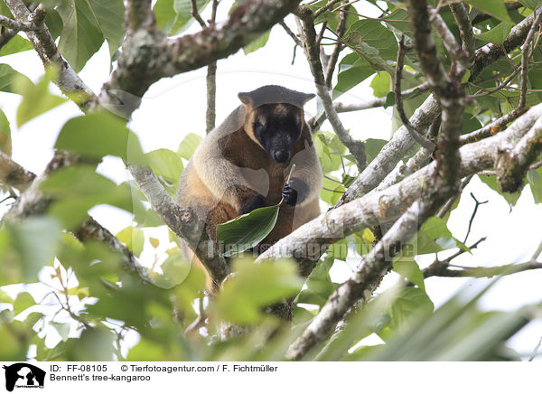 Bennett's tree-kangaroo / FF-08105