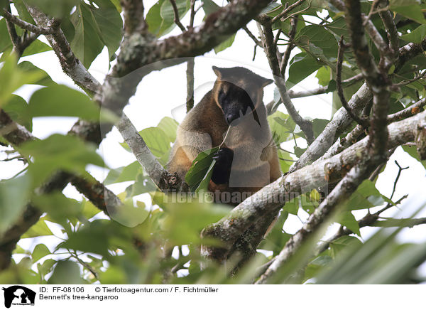 Bennett-Baumk�nguru / Bennett's tree-kangaroo / FF-08106