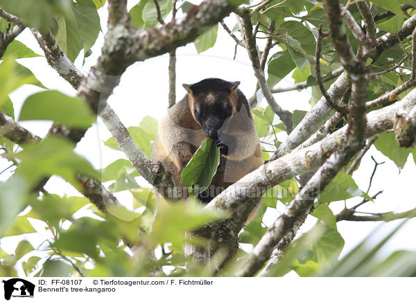 Bennett-Baumk�nguru / Bennett's tree-kangaroo / FF-08107