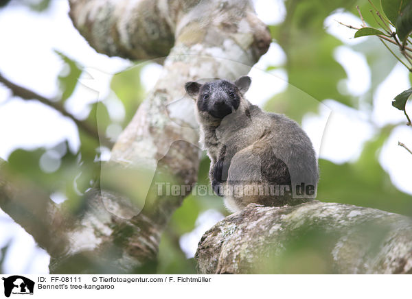 Bennett's tree-kangaroo / FF-08111